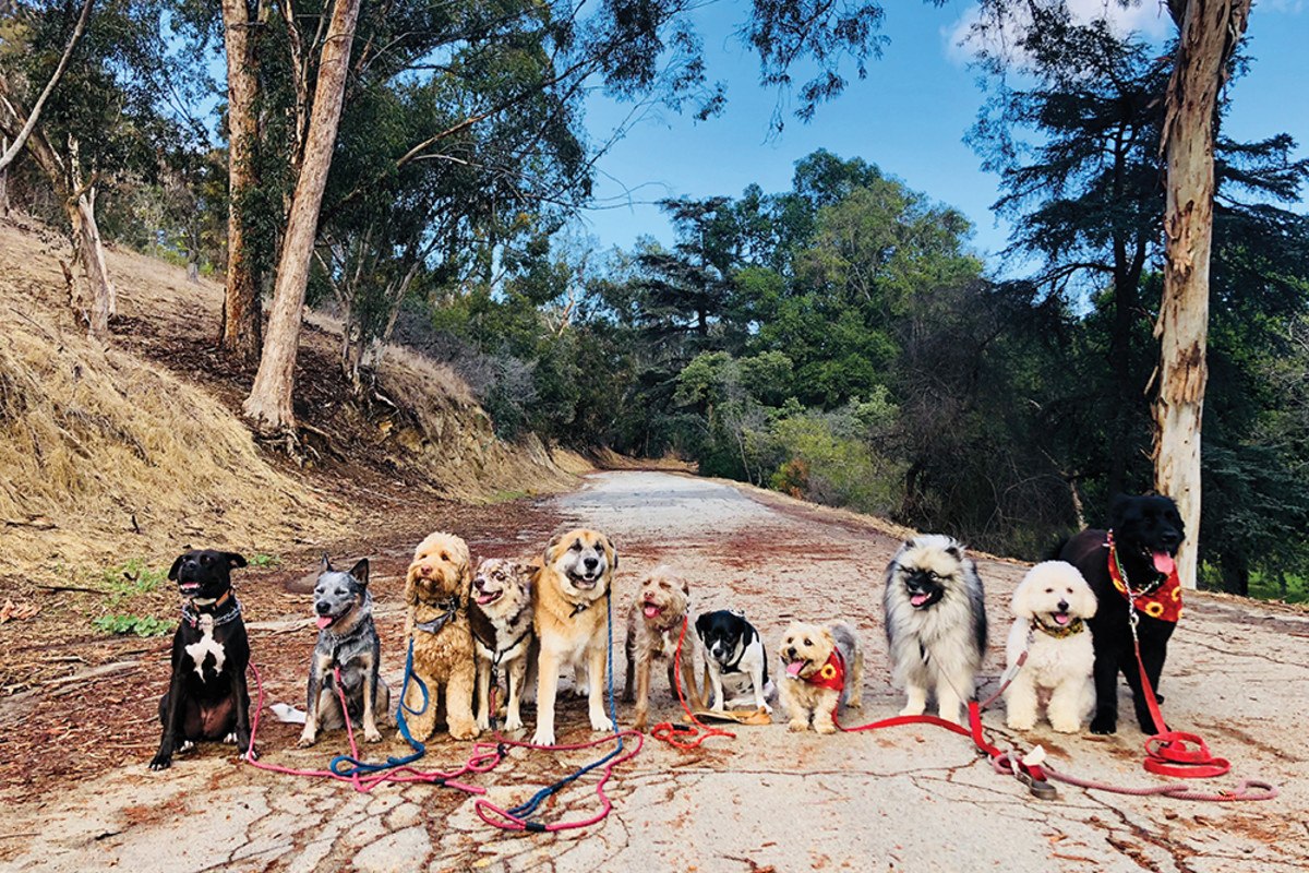 Eastside Hounds pack of dogs on a wooded Los Angeles trail