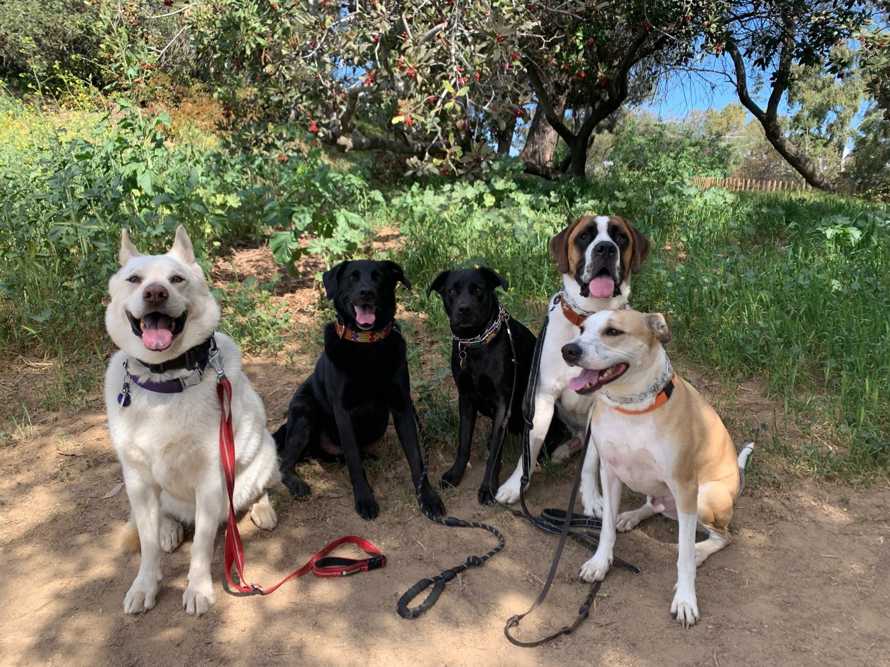 Original photograph of dogs together on a trail