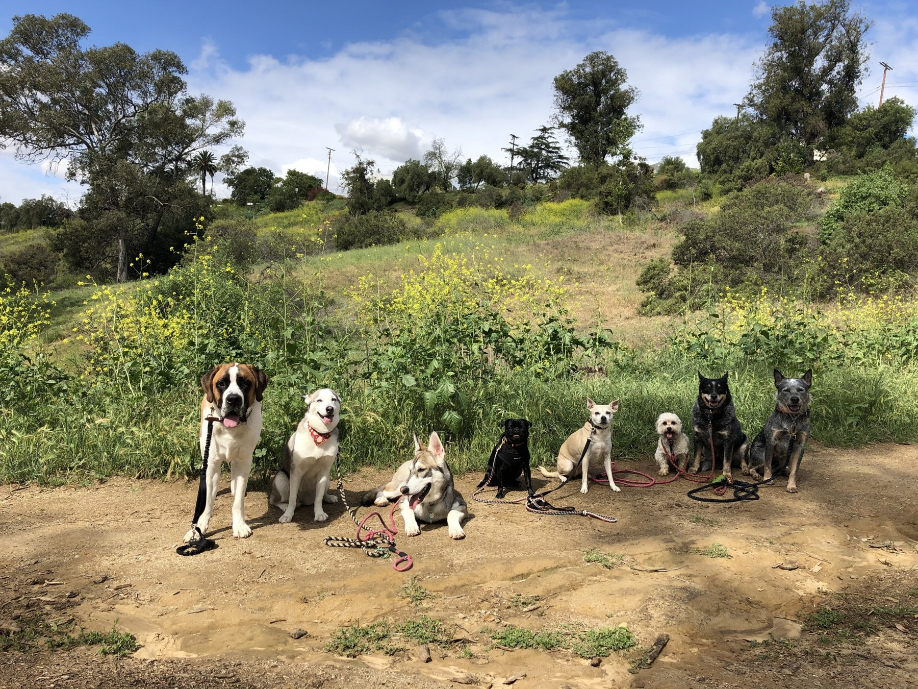 Original photograph of dogs outdoors in Los Angeles