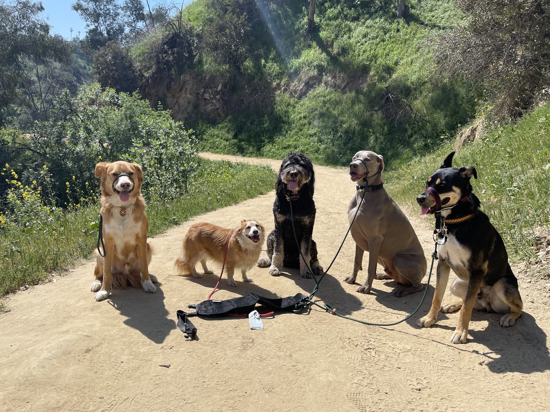 Original photograph of dogs enjoying a hike