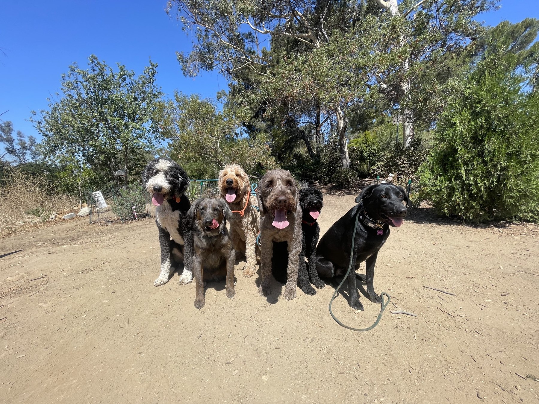 Unaltered customer-supplied photo of dogs resting together on a nature trail