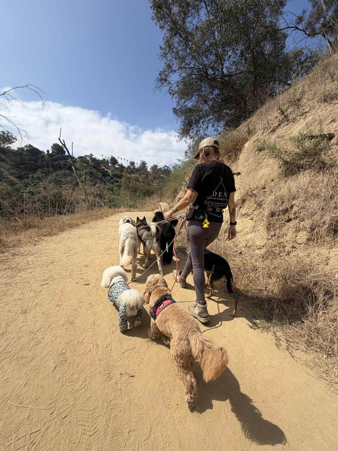Original photograph of a DEN team member walking dogs on a trail